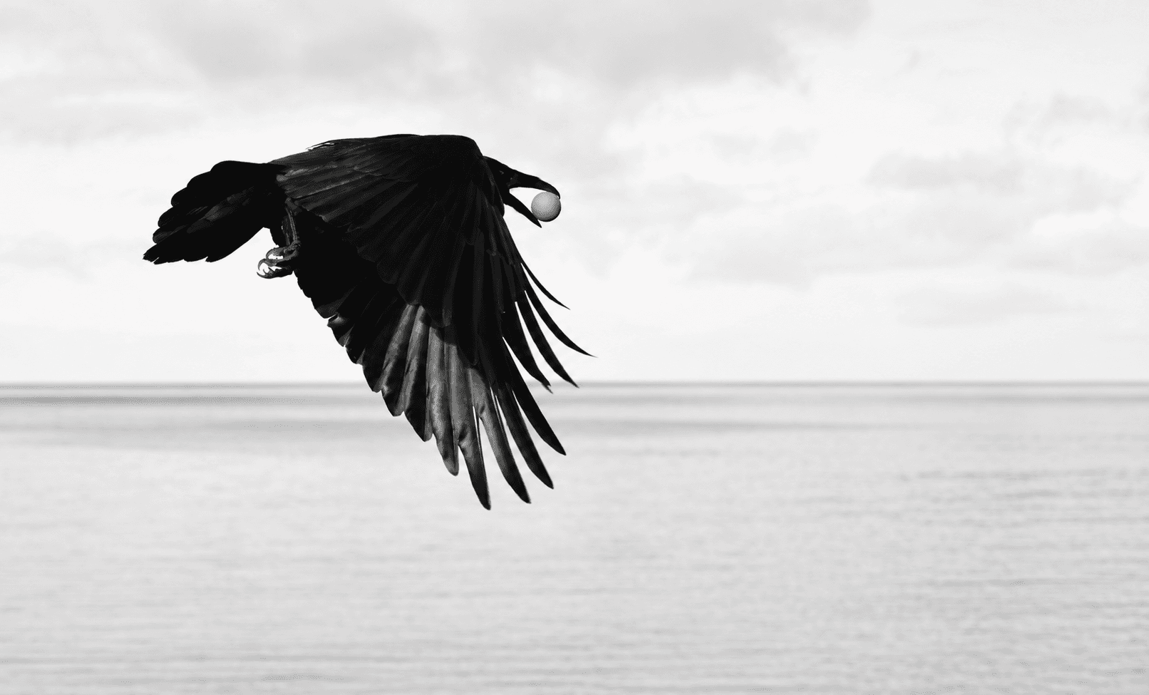 Raven in flight carrying a stone over the coast of Haida Gwaii