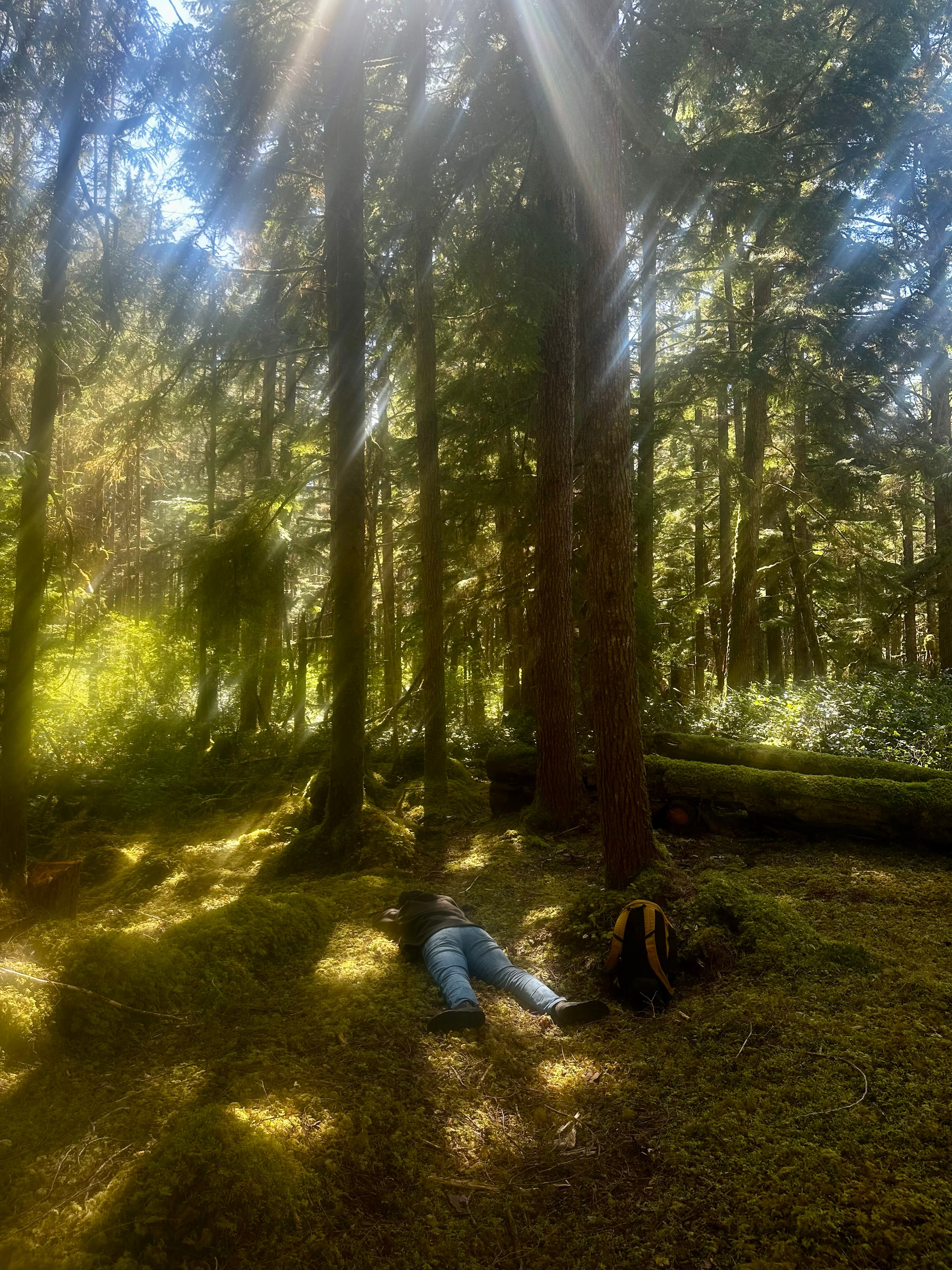 Sunlit mossy forest on Haida Gwaii during Face Down Moss Treatment